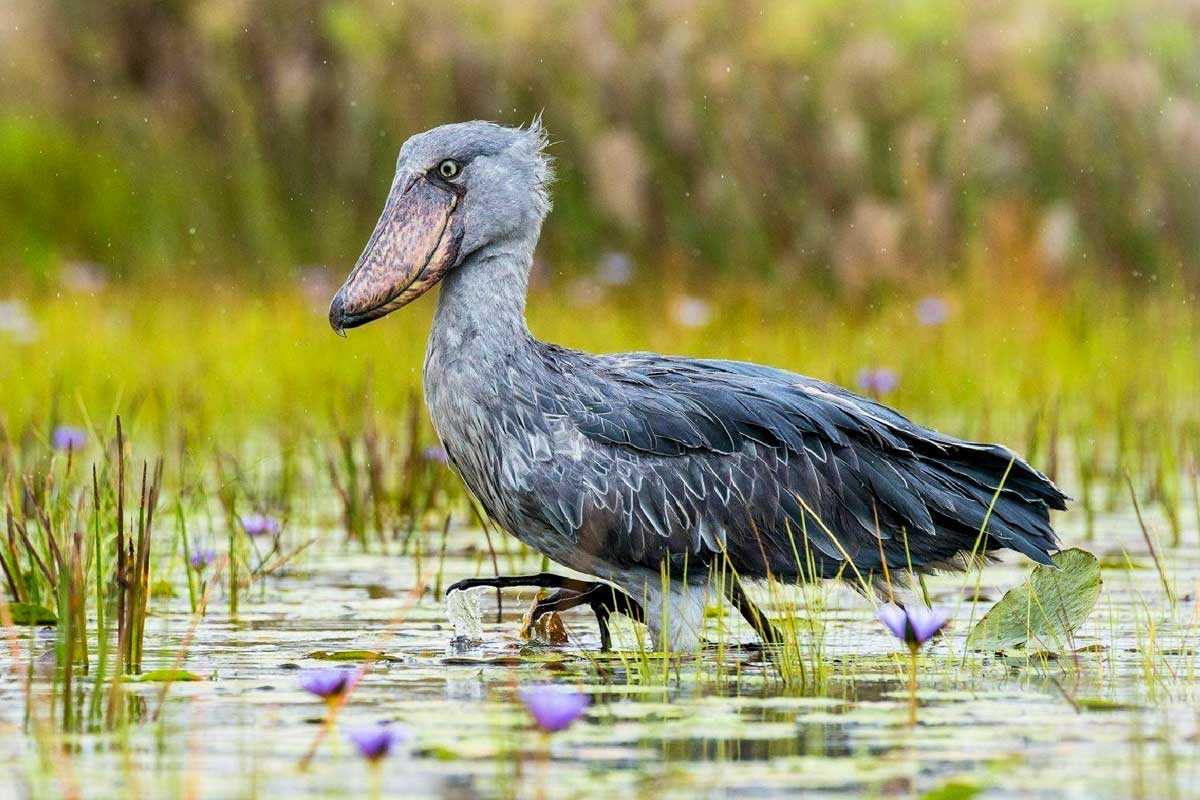 Shoebill uganda