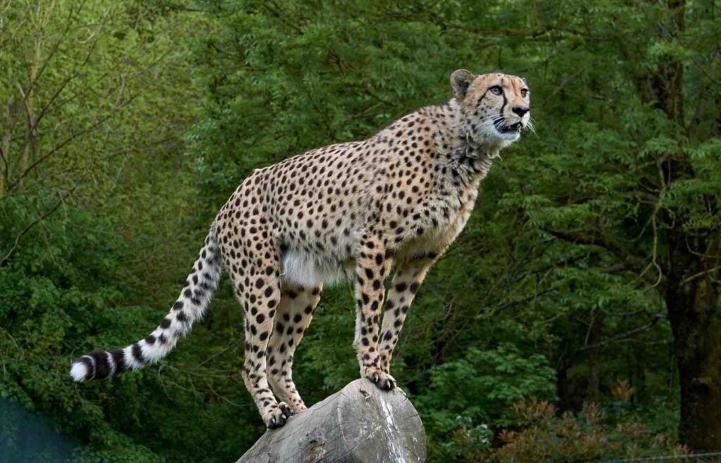 cheetah-eyesight-1-1024x658 (1)