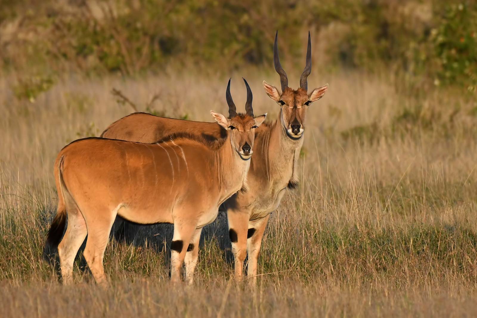 common-eland-Uganda1