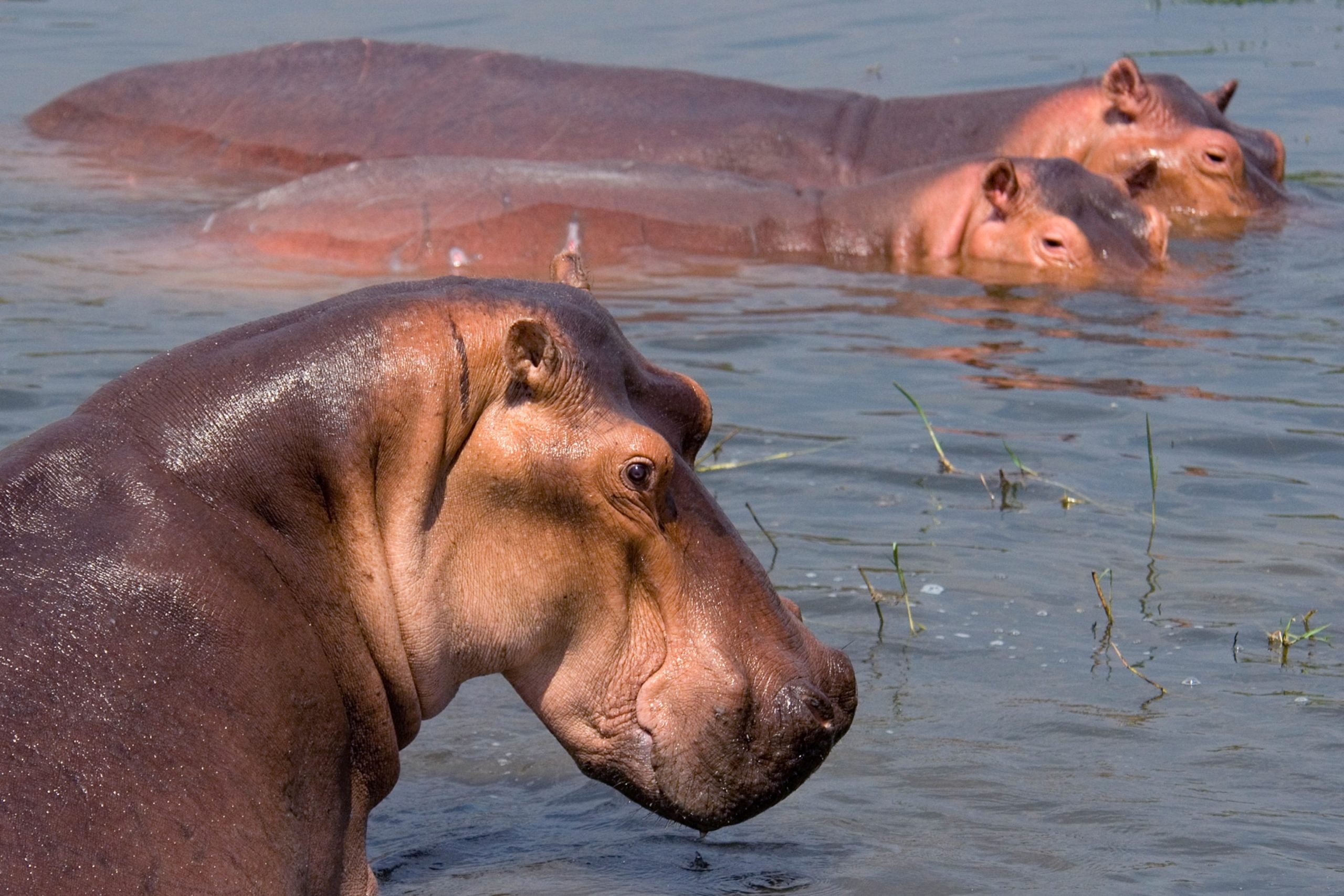 naturepl_01238442_3x2 (1)