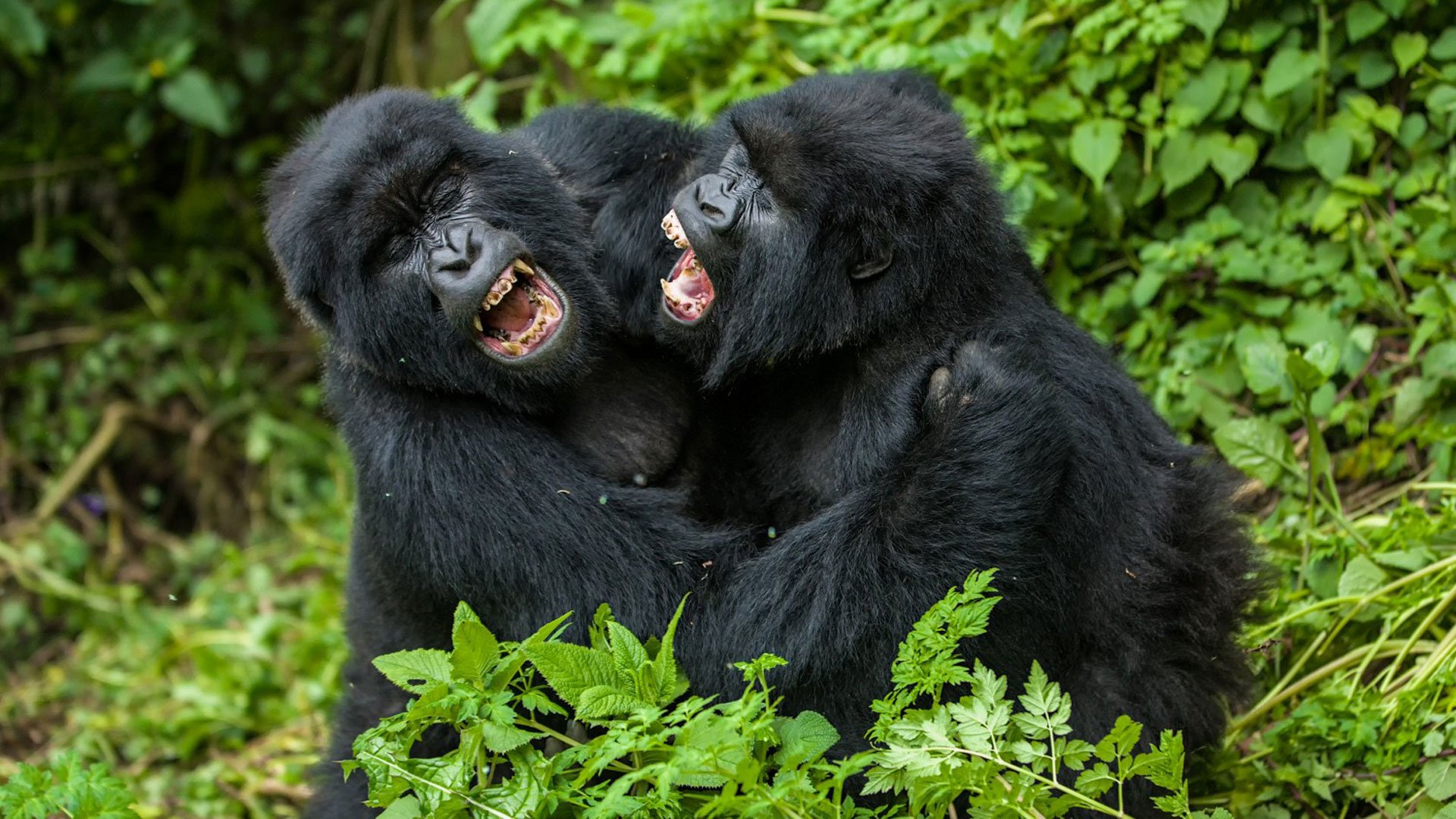 silverback-mountain-gorilla-fighting