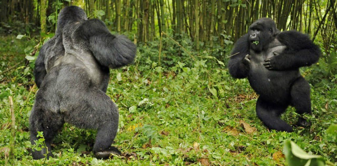 silverbacks-fighting