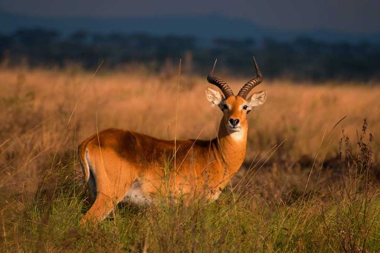 uganda-kob-768x512 (1)
